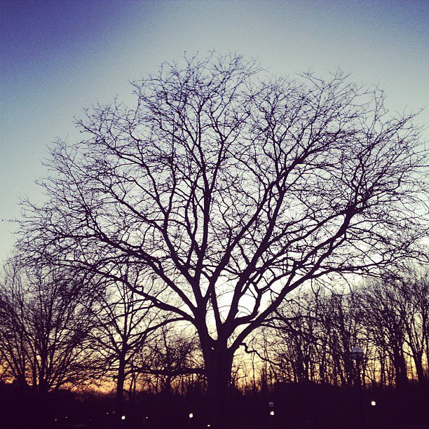 Tree with maize and blue sky in Ann Arbor